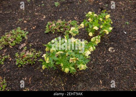 Fleurs d'hiver têtes de fleurs jaune vif sur une rose de Lenten Ou hellebore (Helleborus x hybridus 'Harvington Yellow') Culture dans une frontière herbacée Banque D'Images