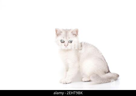 Magnifique blanc calmy avec chaton gris de race britannique Banque D'Images