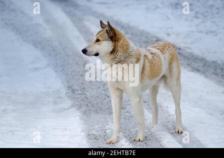 Jeune chien par une journée d'hiver dans un jardin. Chien mongrel jouant dans la neige. Portrait du chien à l'extérieur en hiver. Banque D'Images