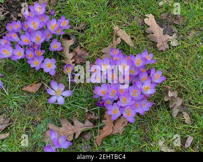 Fleurs d'hiver Crocus violet fleurs poussant sur une pelouse dans un jardin de campagne à Devon rural, Angleterre, Royaume-Uni Banque D'Images