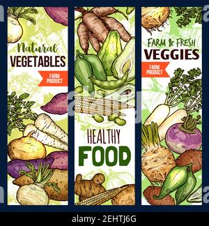 Bannières pour croquis de légumes santé alimentaire. Pommes de terre et betteraves vectorielles, céleri et aracia, avocat et pois, maïs et haricots, jicama. Production agricole exotique Illustration de Vecteur