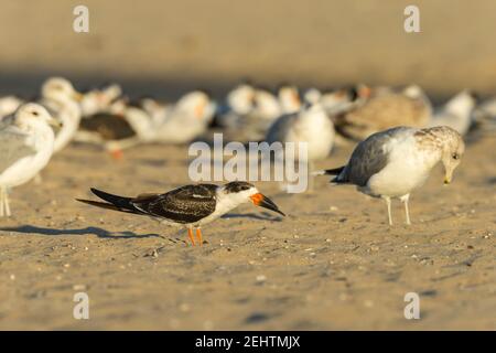 Black Skimmer Rynchops niger, Roosting sur la plage de sable, Santa Barbara, Californie, Etats-Unis, octobre Banque D'Images