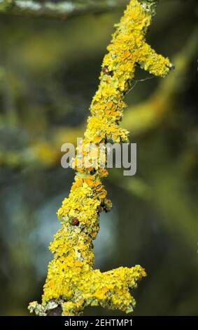 Le jaune/orange distinctif du lichen Xantheria parientina est un Des lichens les plus courants au Royaume-Uni et est particulièrement l'habitat côtier Banque D'Images