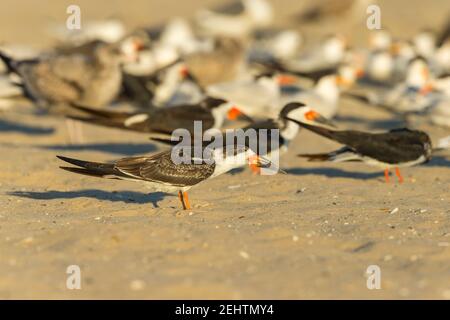 Skimmer noir Rynchops niger, reposant sur une plage de sable, Santa Barbara, Californie, Etats-Unis, octobre Banque D'Images