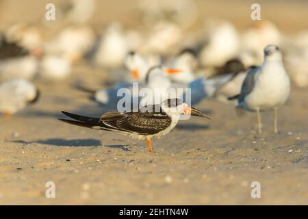 Skimmer noir Rynchops niger, reposant sur une plage de sable, Santa Barbara, Californie, Etats-Unis, octobre Banque D'Images