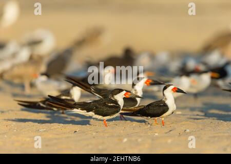 Skimmer noir Rynchops niger, reposant sur une plage de sable, Santa Barbara, Californie, Etats-Unis, octobre Banque D'Images