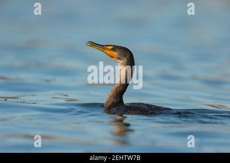 Cormoran à double crête Phalacrocorax auritus, natation, Elkhorn Slough, Californie, Etats-Unis, Octobre Banque D'Images