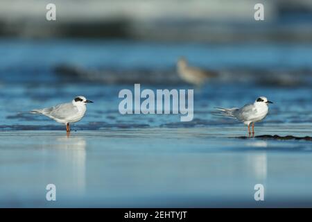 Sterna Forster's tern Sterna Forsteri, adultes se reposant sur le rivage, Morro Bay, Californie, États-Unis, octobre Banque D'Images