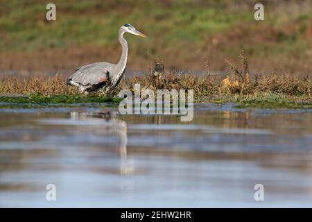 Grand héron bleu Ardea herodius, fourrager dans la marée peu profonde de l'est, Moss Landing, Californie, États-Unis, octobre Banque D'Images