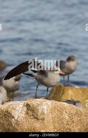 Le gull de Heermann Larus heermanni, perché sur des rochers, réserve naturelle d'État de point Lobos, Californie, États-Unis, octobre Banque D'Images