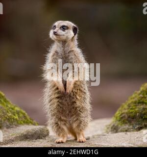 Meerkat Banque D'Images