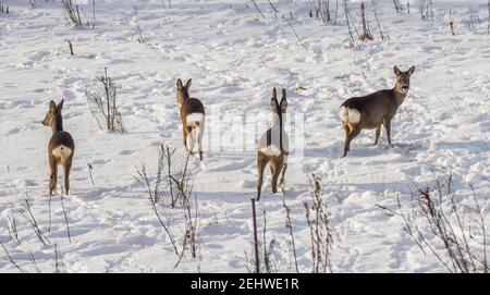 Quatre cerfs de Virginie (Capranolus capranolus) - mâles adultes (buck) et femelles (hind), et leurs deux descendants - dans un champ enneigé, les oreilles tournèrent de 180 degrés. Banque D'Images