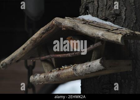 Un petit Robin est assis dans un mangeoire à oiseaux en bois Banque D'Images