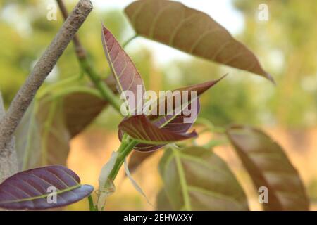 Cliché sélectif des feuilles sur un arbre Banque D'Images