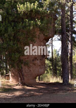 ville enchantée de cuenca, espagne avec des images sculptées en pierre au milieu de la serrania de cuenca Banque D'Images