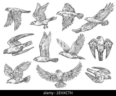 Croquis d'aigle, de faucon et de faucon avec des oiseaux de proie volants. Animaux prédateurs vectoriels qui chassent ou attaquent dans l'air avec des ailes panées. Crache de fauconnerie Illustration de Vecteur