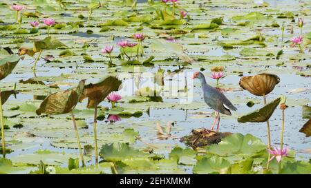 Marécages de l'Ouest sur le lac avec des nénuphars, lotums roses dans l'eau sombre reflétant les oiseaux. Oiseaux migrateurs dans la nature. Étang tropical exotique. Environnement Banque D'Images