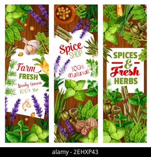 Épices et herbes, assaisonnement et verdure, condiments de cuisson. Cardamome vectoriel et gingembre, lavande et persil, muscade et basilic, citronnelle et poireau, Illustration de Vecteur