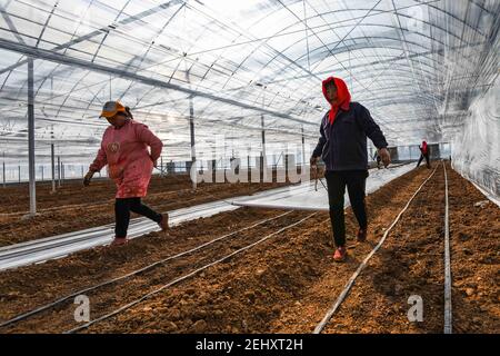 Weifang, province chinoise de Shandong. 20 février 2021. Les agriculteurs couvrent le paillis de plastique au sol dans une serre à Qingzhou City, dans la province de Shandong, en Chine orientale, le 20 février 2021. Crédit : Wang Jilin/Xinhua/Alay Live News Banque D'Images