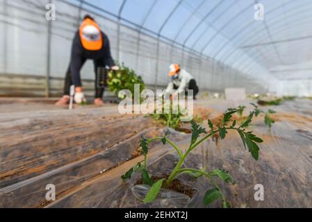 Weifang, province chinoise de Shandong. 20 février 2021. Les agriculteurs plantent des pousses de tomate dans une serre à Qingzhou City, dans la province de Shandong, en Chine orientale, le 20 février 2021. Crédit : Wang Jilin/Xinhua/Alay Live News Banque D'Images