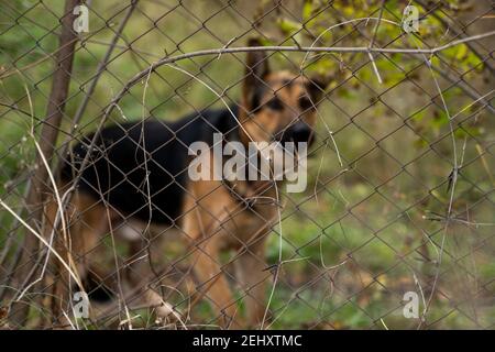 Berger allemand derrière la cage avec un arrière-plan d'arbres et d'herbe regarde dans un appareil photo. Animal, chien, animal de compagnie, ami. Banque D'Images