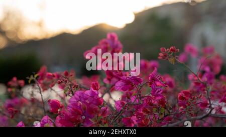 Bougainvilliers ou fleurs en papier dans le jardin Banque D'Images