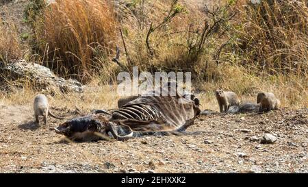 Un groupe de mongoses baguées, Mungos mungo, se débarraque pour la viande d'une carcasse plus sauvage dans le Masai Mara, Kenya. Banque D'Images