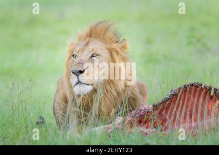 Lion mâle (Panthera leo) avec carcasse de proie, réserve nationale de Masai Mara, Kenya. Banque D'Images