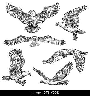 Croquis de vol d'aigle, oiseau avec ailes étalées et griffes acérées avec bec. Icône de faucon à vecteur isolé, symbole de noblesse, de puissance et de force. falco sauvage Illustration de Vecteur