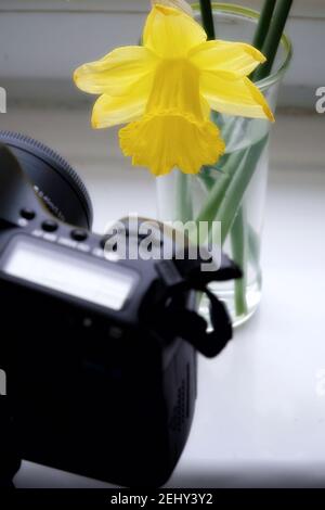 Macro Photography gros plan macro photographie avec appareil photo et fleur de jonquille Banque D'Images