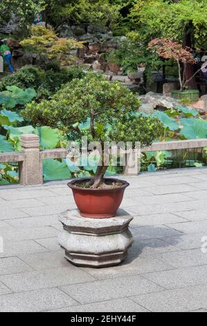 Un bonsaï en pot dans le jardin de suzhou en chine, un jour ensoleillé dans la province de jiangsu. Banque D'Images