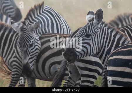 Zèbres des plaines (Equus quagga) sous la pluie, Seronera, Parc national du Serengeti, Tanzanie. Banque D'Images