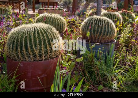 Jardin de cactus avec Echinocactus grusonii - cactus à canon - en croissance Dans les conteneurs de fûts d'huile rouillée pots parterres de fleurs bordent le jardin méditerranéen Banque D'Images