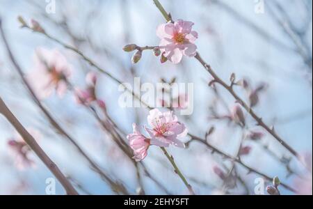 Gros plan de fleurs d'amandiers sur fond bleu ciel, mise au point sélective Banque D'Images