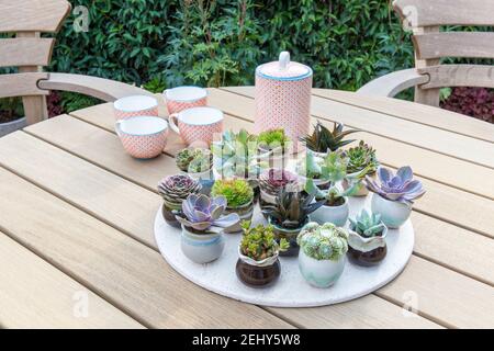 Jardin table extérieure salle à manger table avec un affichage de plantes succulentes succulentes et cactus dans de petits pots en céramique afficher UK Banque D'Images