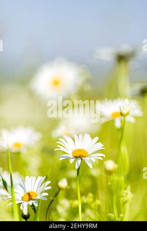 Marguerites blanches avec milieu jaune sur le terrain par une journée ensoleillée. Photo de la nature hors de la ville en été, gros plan, mise au point sélective Banque D'Images