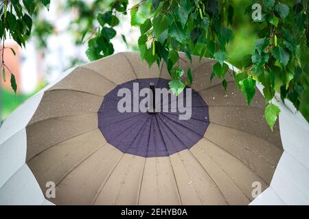 Parapluie avec gouttes de pluie et feuilles vertes mouillées sous la pluie. Saison des pluies et couvert. Vue rapprochée du parasol Banque D'Images