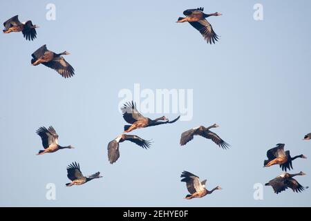 La Bernache de Magpie en vol Banque D'Images