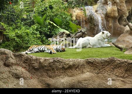 Tigers à Loro Park à Puerto de la Cruz. Ténérife. Espagne Banque D'Images