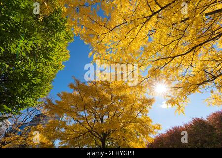 Le gratte-ciel Lower Manhattan se dresse derrière les arbres de couleur feuille d'automne à New York City NY USA. Banque D'Images