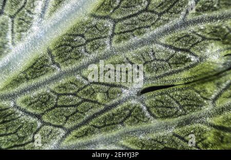 Macro de la feuille de céleri verte sous le microscope avec un grossissement de 40 fois Banque D'Images