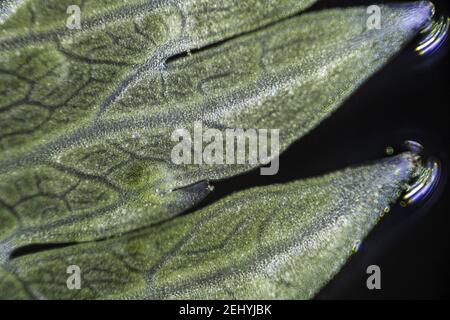 Macro de la feuille de céleri verte sous le microscope avec un grossissement de 40 fois Banque D'Images