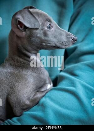 Chiot Greyhound italien. 10 semaines. Banque D'Images