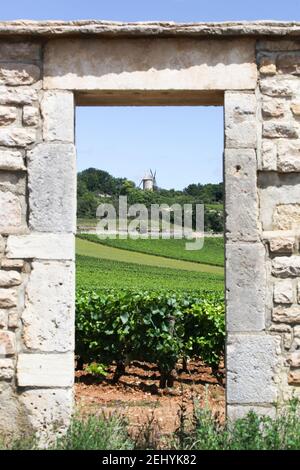 Paysage avec le vignoble de Chassagne Montrachet en Bourgogne, France Banque D'Images