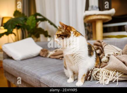 Chat curieux sur le canapé du salon avec son chat -arbre en arrière-plan à côté de la courtepointe de laine chaude britannique Banque D'Images