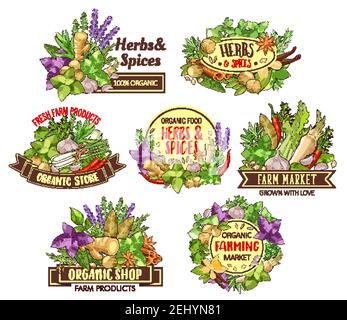 Épices et herbes, ingrédients alimentaires de cuisine croquis vectoriels avec assaisonnements et condiments. Basilic, persil et ail, piment, cannelle et vanil Illustration de Vecteur