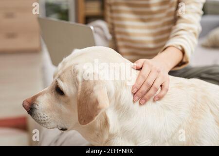 Portrait de chien Labrador blanc avec vue latérale et animaux de compagnie de la femme propriétaire, allongé sur le lit dans un confortable intérieur de maison, espace de copie Banque D'Images
