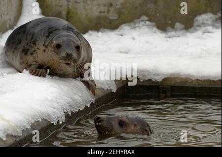 Phoque commun (Phoca vitulina) immature dans la piscine avec la tête au-dessus de l'eau. Banque D'Images