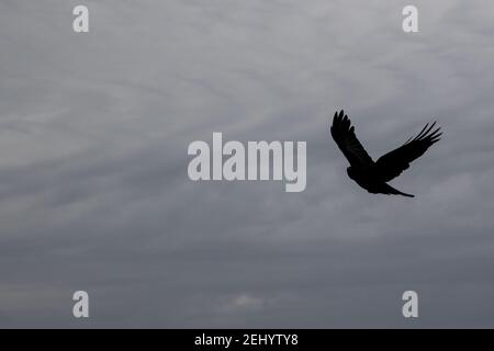 Un corbeau survole la plage à Fisherman’s Walk, Southbourne, Bournemouth pendant le confinement et la pandémie du coronavirus COVID-19. 20 février 20 Banque D'Images