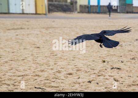 Un corbeau survole la plage à Fisherman’s Walk, Southbourne, Bournemouth pendant le confinement et la pandémie du coronavirus COVID-19. 20 février 20 Banque D'Images